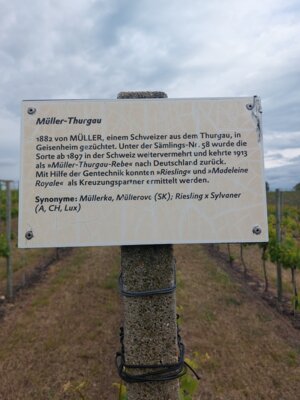 M&uuml;ller-Thurgau 