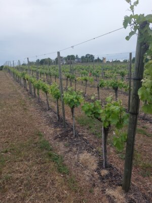 Weinbau Dr. Lindicke. Verbindung von Weinbau und Sortenertragsuntersuchungen 