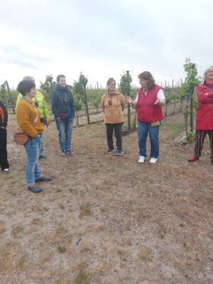Wir wurden sachkundig in die Bewirtschaftung des Weinbaus Dr. Lindicke unter den Bedingungen einer sehr n&ouml;rdlichen Lage eingef&uuml;hrt 