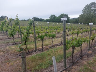 Wer glaubt erkennt alle Weinsorten irrt! Au&szlig;er den Tafel mit Beschreibungen (gez&auml;hlt &uuml;ber 100) findet hier noch eine gro&szlig;e Anzahl weiterer Sorten!lnoch eine gro&szlig;e Anzahl weiterer Sorten 