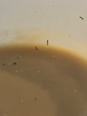 Brennnesselbrei mit kleinen Raupen  (Bild vergr&ouml;&szlig;ern)