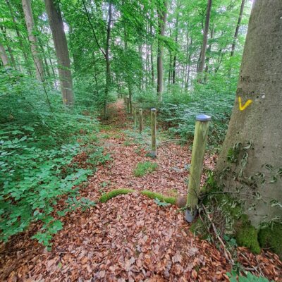 Die Pfahlmarkierung visualisiert die Ausma&szlig;e des Bodendenkmals im Pfarrhofen.  (Bild vergr&ouml;&szlig;ern)