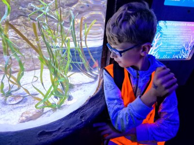 Foto des Albums: P5 P8 Sealife