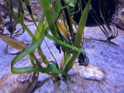 Foto des Albums: P5 P8 Sealife