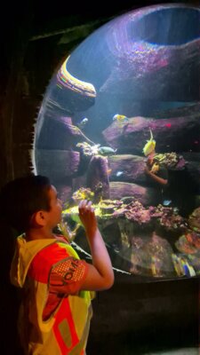 Foto des Albums: P5 P8 Sealife