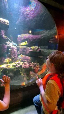 Foto des Albums: P5 P8 Sealife