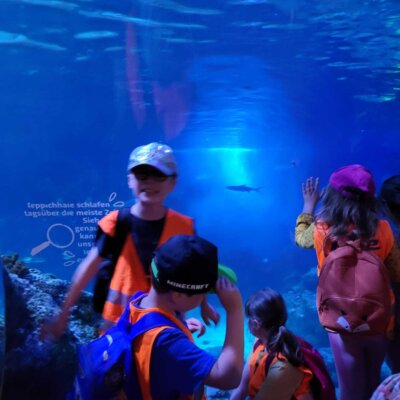 Foto des Albums: P5 P8 Sealife