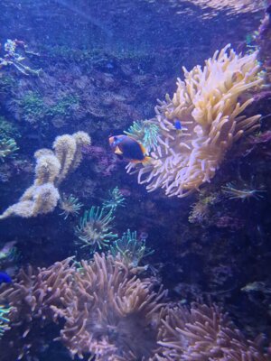 Foto des Albums: P5 P8 Sealife