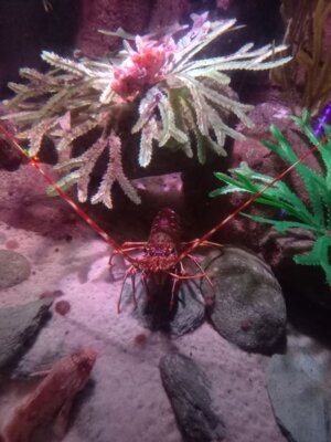 Foto des Albums: P5 P8 Sealife