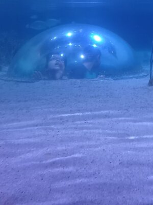 Foto des Albums: P5 P8 Sealife