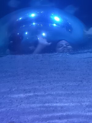 Foto des Albums: P5 P8 Sealife