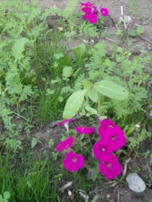 Bild: Kindergarten - Blumenwiese