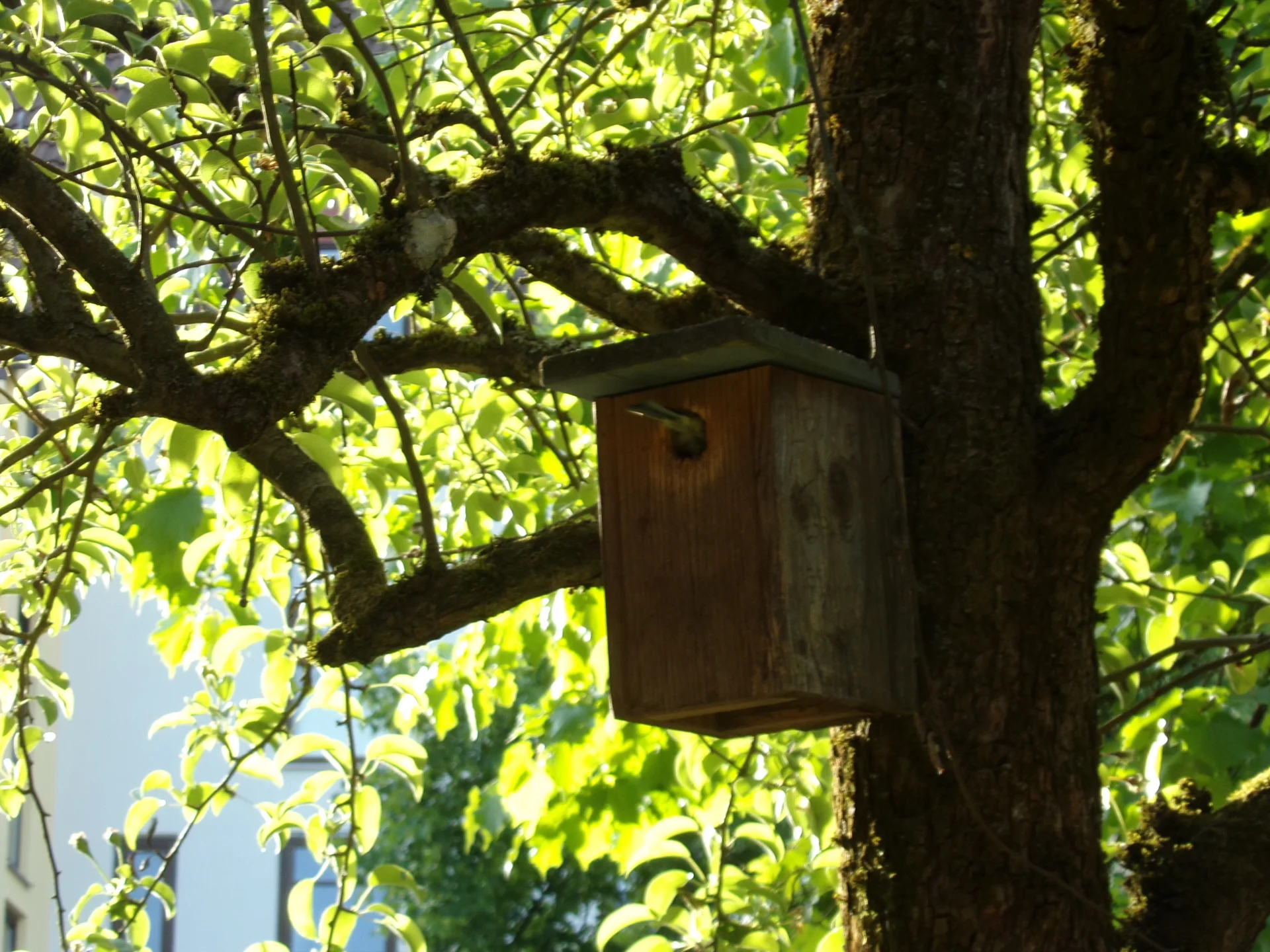 Bild: Krippe - Vogelhaus