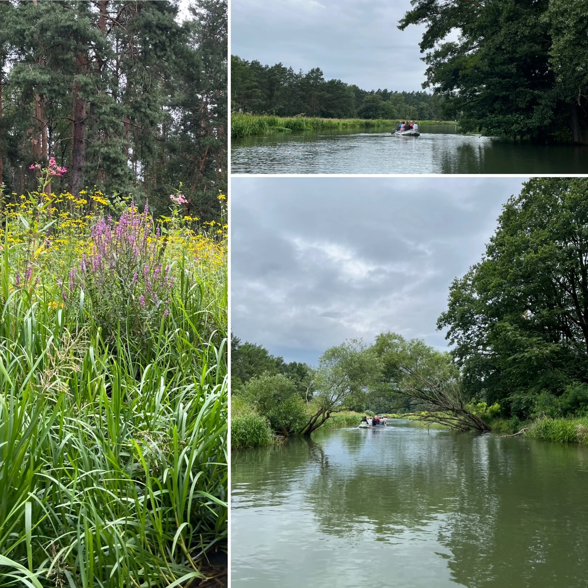Bild: Uferbewuchs, Flusswasser und Bäume