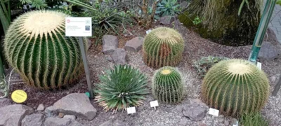 Foto des Albums: Bildungsfahrt Botanischer Garten Jena mit anschließender Bootsfahrt auf der Saale