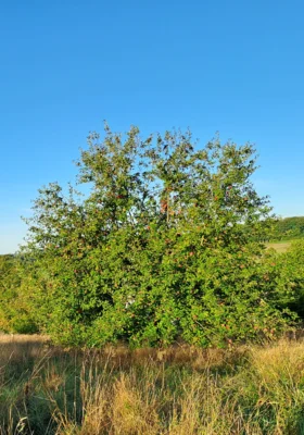 B&auml;ume mit leuchtenden reifen &Auml;pfeln auf den heimischen Streuobstwiesenf vielen Streuobstwiesen  (Bild vergr&ouml;&szlig;ern)