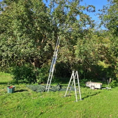 Mit dem Herbstanfang hat die Apfelernte 2025 begonnen  (Bild vergr&ouml;&szlig;ern)