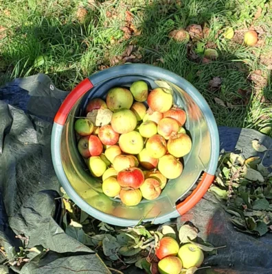 Foto des Albums: Herbst - Apfelernte auf der Streuobstwiese