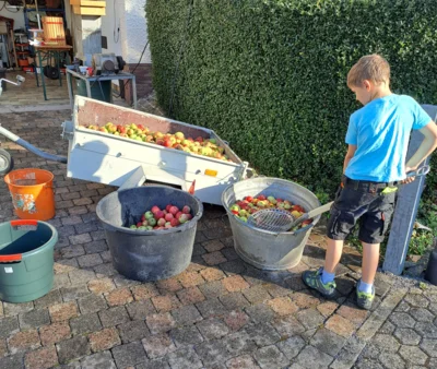 Die J&uuml;ngsten helfen an der "Apfelwaschstra&szlig;e"  (Bild vergr&ouml;&szlig;ern)