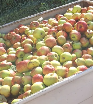 Foto des Albums: Herbst - Apfelernte auf der Streuobstwiese