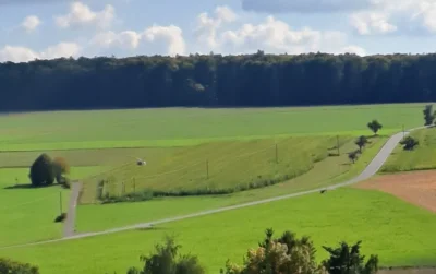 Noch steht das Maisfeld am alten Friedhof  (Bild vergr&ouml;&szlig;ern)