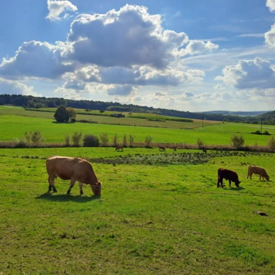 Die grasenden Rinder am Planetenweg st&ouml;rt die Maisernte im Hintergrund nicht  (Bild vergr&ouml;&szlig;ern)