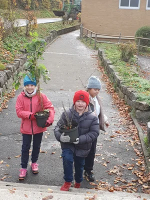Foto des Albums: Beerensträucher für die Schulhäuser in Hollstadt und Wollbach