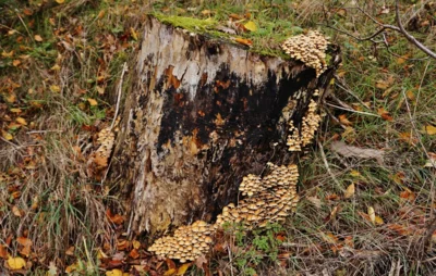 Schmackhafter Baumstumpf unter dem Vierer Berg 