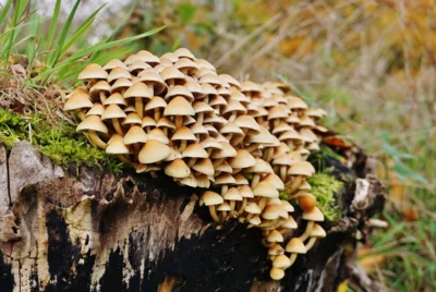 Br&uuml;der zur Sonne 