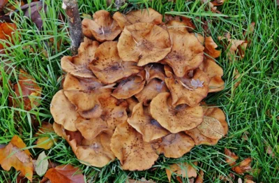 Ein Pilz-Fladen in der Belauer Stra&szlig;e 