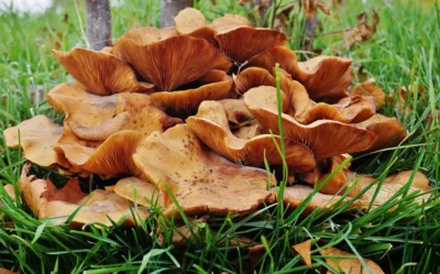 Den gibt es auch im Profil 