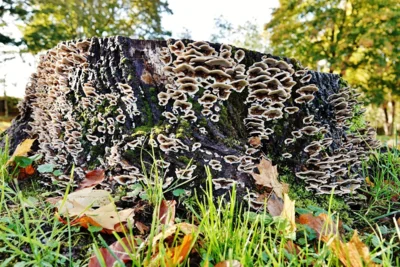 Der Baumstumpf vor der Redderkoppel - viel Pilz im Profil 