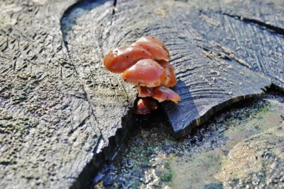 Derselbe Stumpf - mit l&uuml;ttem Bewohner on top 
