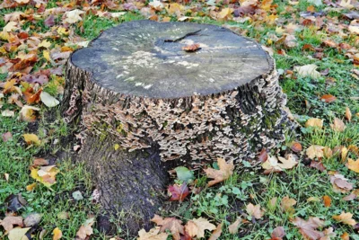 Und hier die Gesamtansicht 