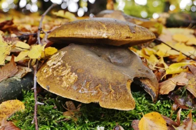 Ein Blick ins Laub - oder auf Pilze 