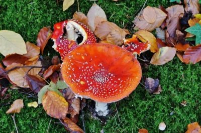 To be or not to be angeknabbert 