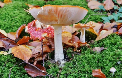 Der Blick von unten verr&auml;t es - angeknabbert 