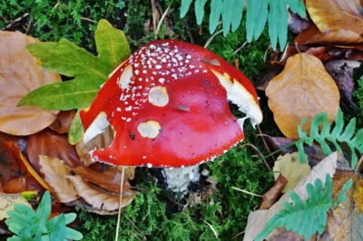 Fliegenpilz im Eichengrund 