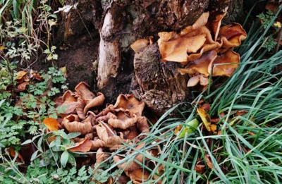 Am Vorhof wartet diese Ansammlung 