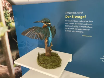 Foto des Albums: Familienwandertag 2025