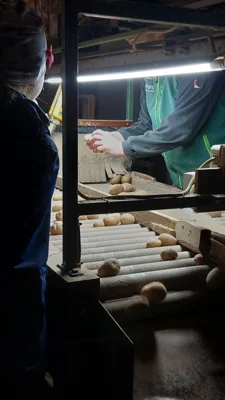 Foto des Albums: Kartoffelprojekt in der Klasse 4b