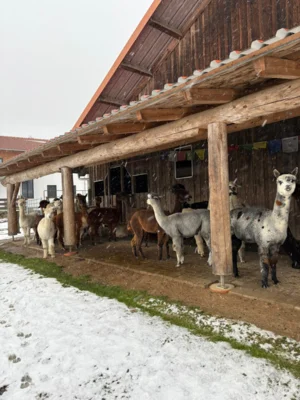 Foto des Albums: AlpakaAusflug 2025