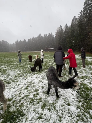 Foto des Albums: AlpakaAusflug 2025