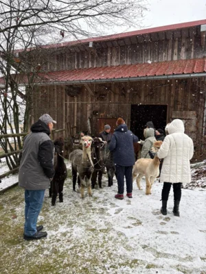 Foto des Albums: AlpakaAusflug 2025