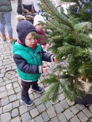 Foto des Albums: Wir schmücken die Weihnachtsbäume