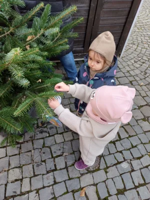 Foto des Albums: Wir schmücken die Weihnachtsbäume
