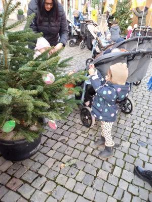 Foto des Albums: Wir schmücken die Weihnachtsbäume