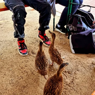 Kleine Besucher w&auml;hrend unserer Snackpause 
