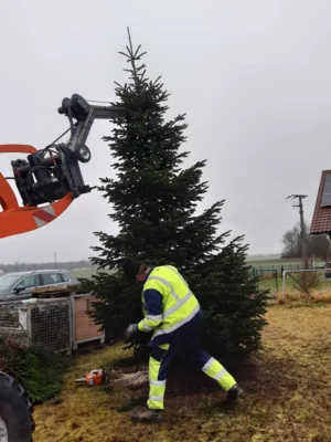 Foto des Albums: Christbäume aufstellen/schmücken 2025