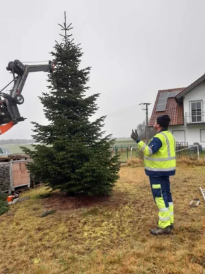 Foto des Albums: Christbäume aufstellen/schmücken 2025
